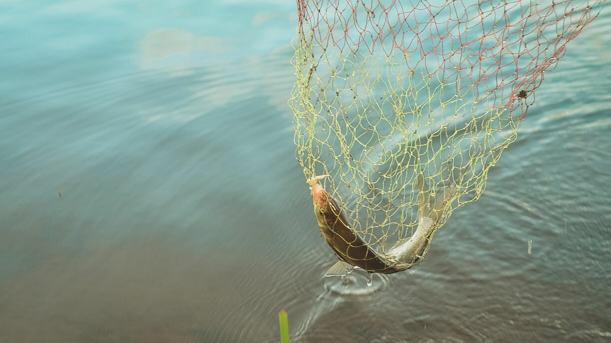 Родителям мобилизованных на Сахалине выдадут по 5 кг рыбы