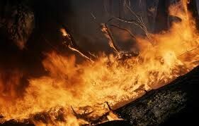 В России горит лес на площади в 40 тысяч гектаров