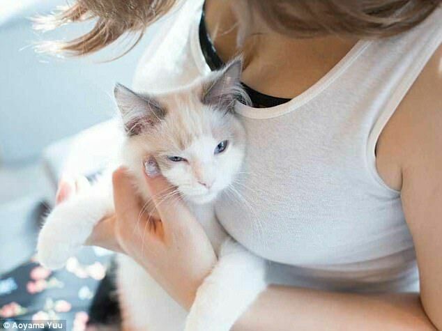 Котики и грудь: японец создал фотоальбом с терапевтическими свойствами