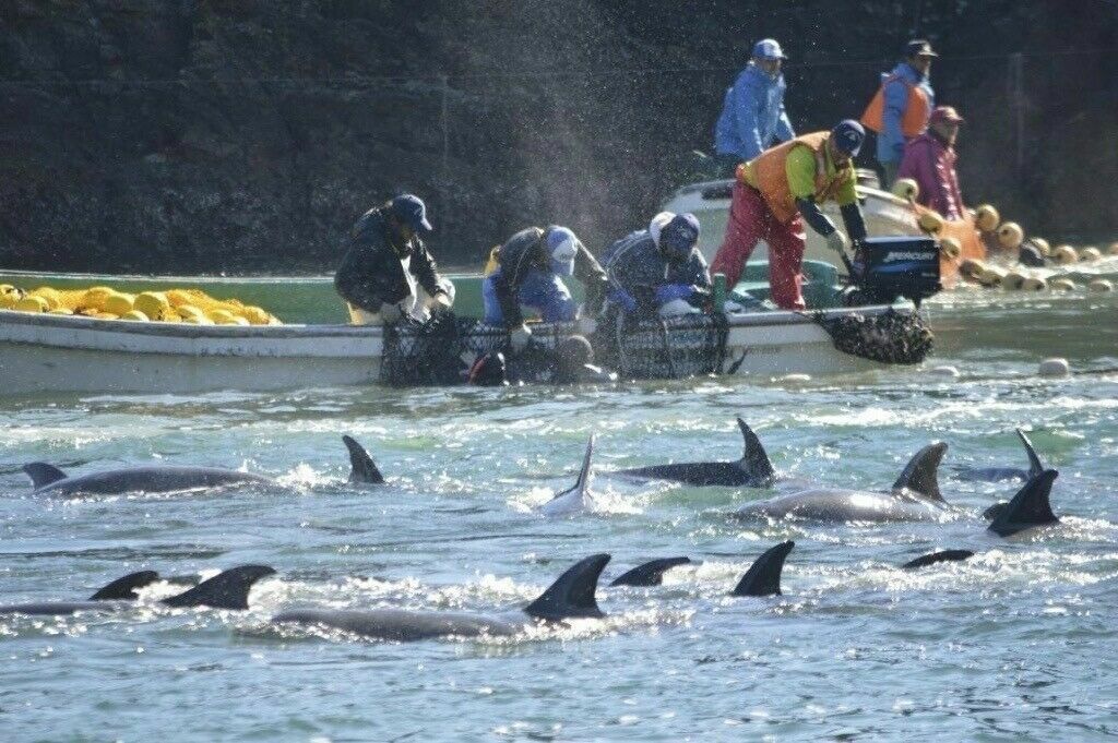 Правительство запретит промышленный вылов дельфинов и китов