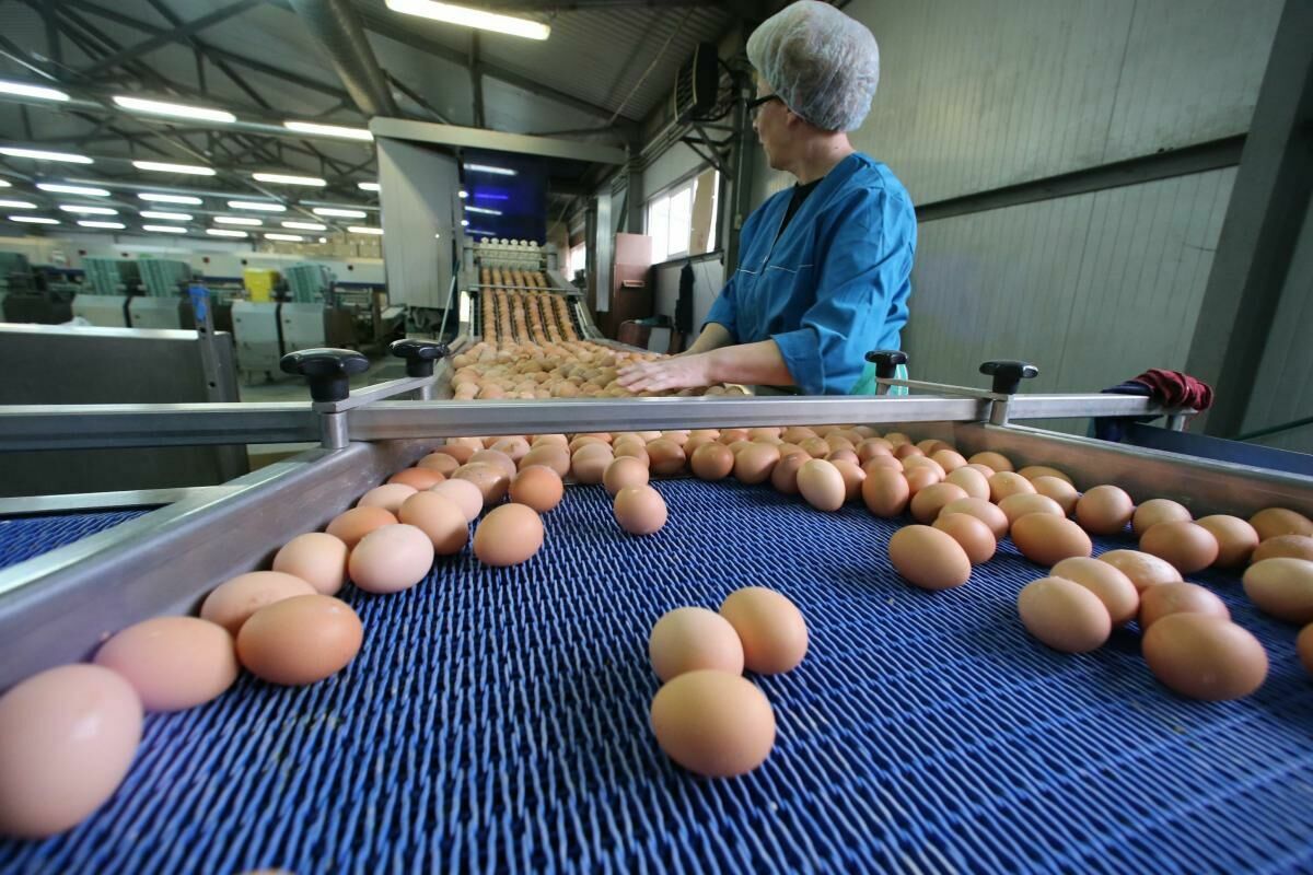 Производители заявили о риске дефицита яиц