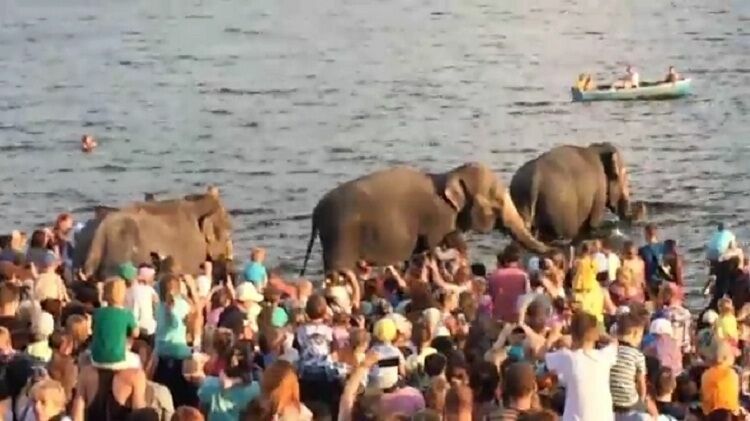 В Нижнем Тагиле на купание слонов в реке пришли посмотреть сотни людей