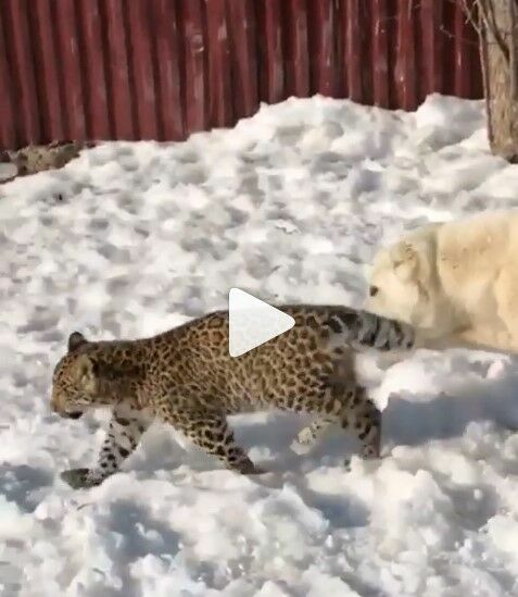 В Приморье овчарка воспитывает маленького леопарда