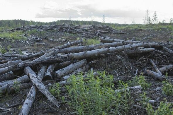 Особо охраняемые природные территории Удмуртии могут пустить под лесозаготовку