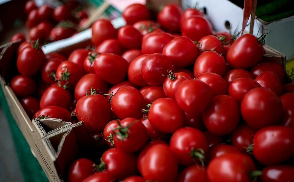 Цена на помидоры упадёт благодаря поставкам из Турции