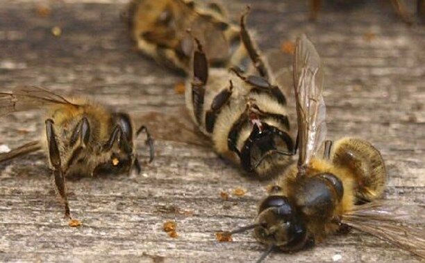 Ученые: резкая гибель насекомых грозит крупнейшей экологической катастрофой