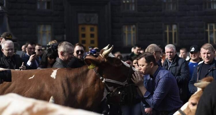 Украинский радикал Ляшко поцеловал корову в центре Киева