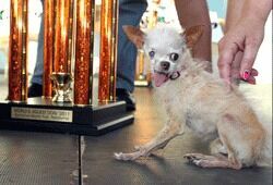 В США умерла Йода, самая страшная собака в мире