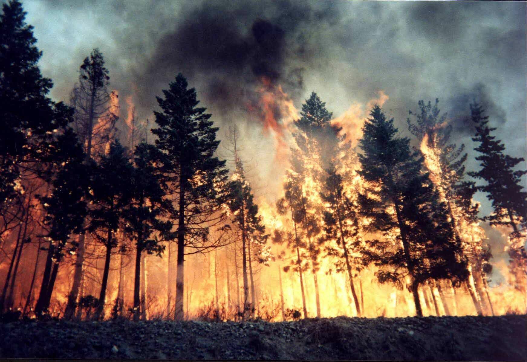 Гидрометцентр предупредил о лесных пожарах