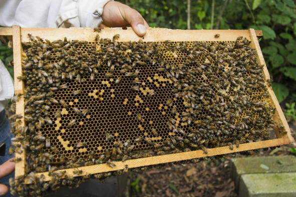 В России обсуждают масштабы ущерба от массовой гибели пчел
