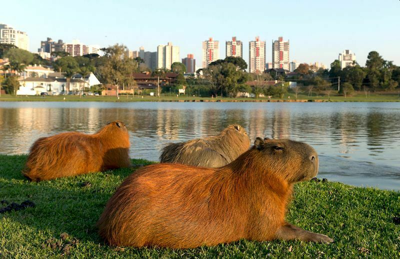 Самые большие грызуны в мире захватывают элитный район Буэнос-Айреса
