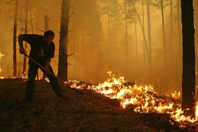 С начала года в России сгорело больше двух миллионов гектаров леса