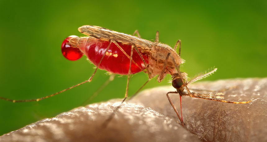 Из-за погодных аномалий в Москве может начаться эпидемия малярии