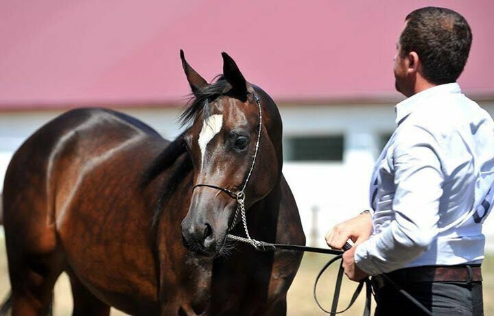 Ставропольские арабские лошади признаны лучшими в России