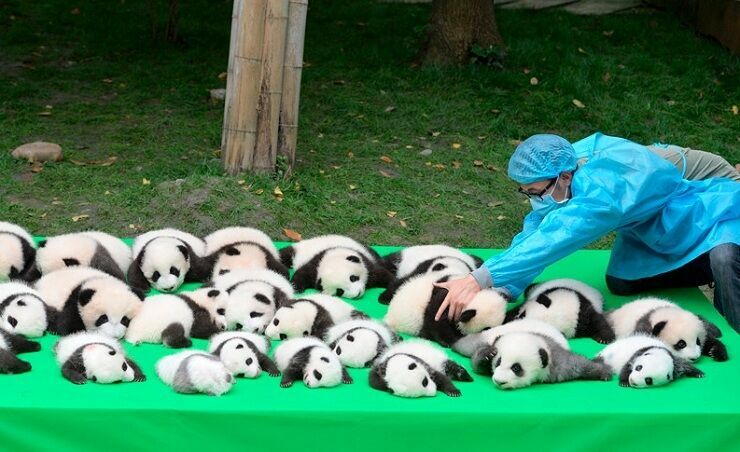 В китайском заповеднике впервые показали сразу 23 маленькие панды