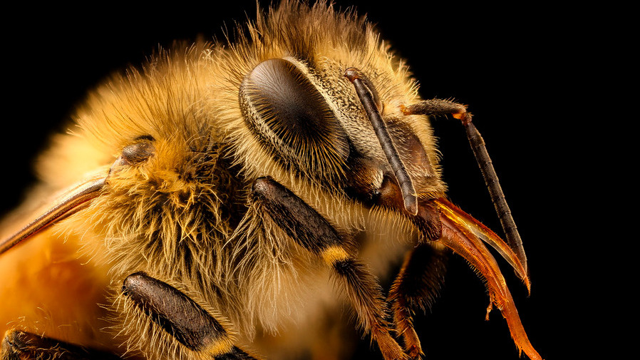 Почему пчелы жалят так больно: шок-анимация крупным планом
