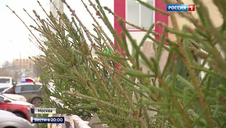 Двое москвичей воровали елки на угнанной иномарке