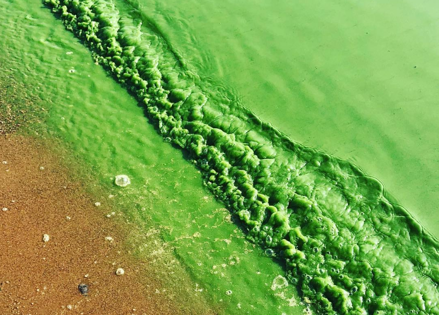 Фото дня: вода в Финском заливе позеленела