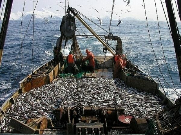 Рыбная отрасль теряет 17 млрд рублей в год из-за неэффективного руководства