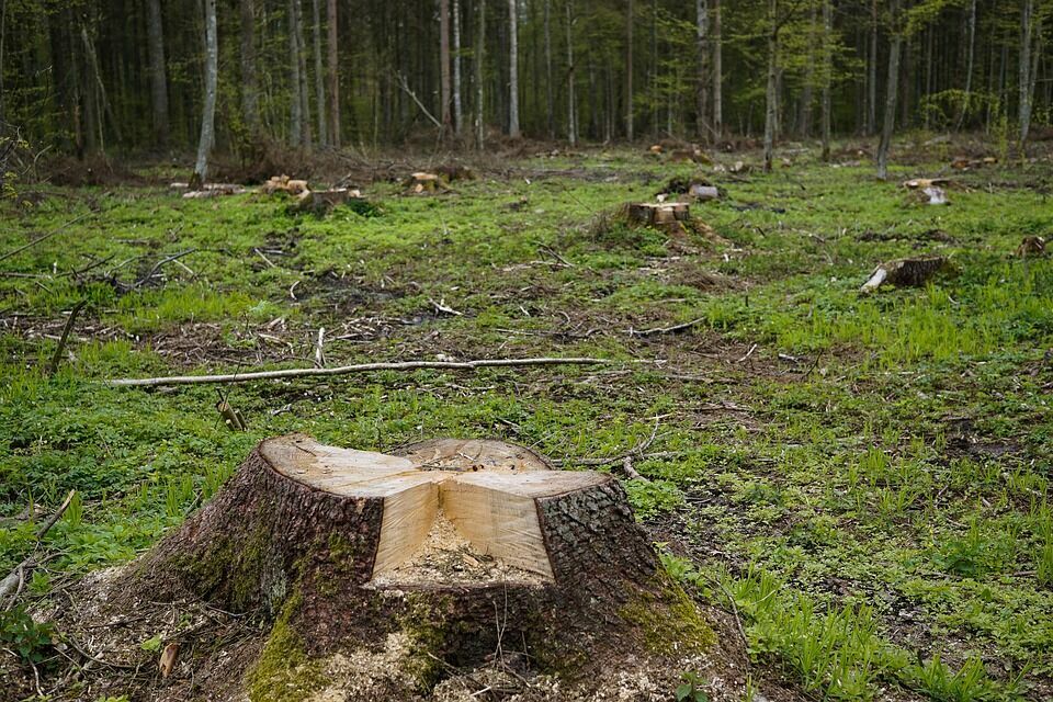 Ростовские власти запретили вырубать деревья без согласия жителей