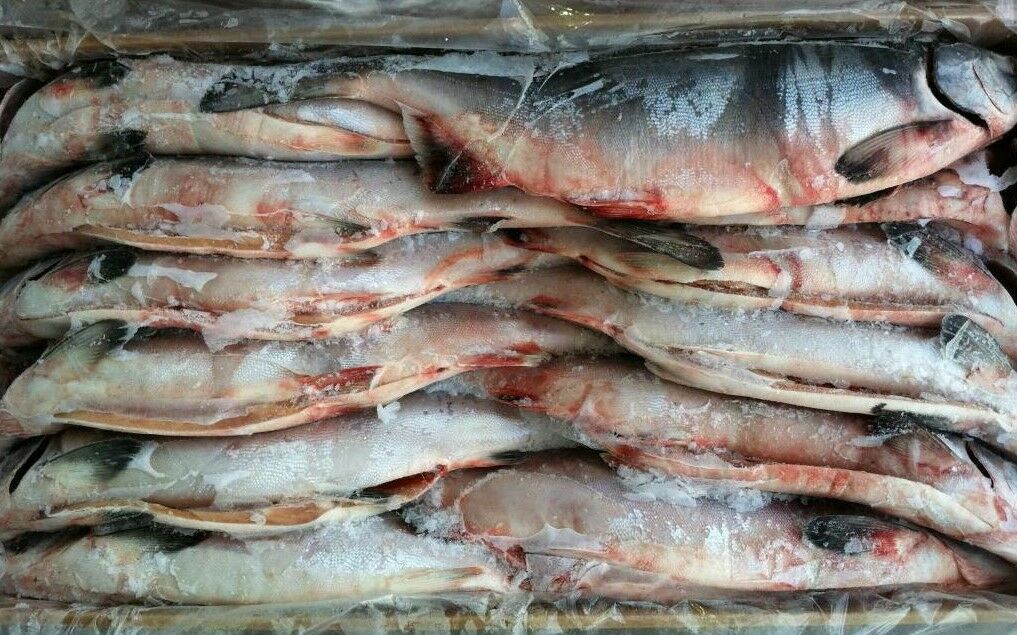 Владивостокская таможня выявила контрабанду морепродуктов на 1,84 млрд рублей