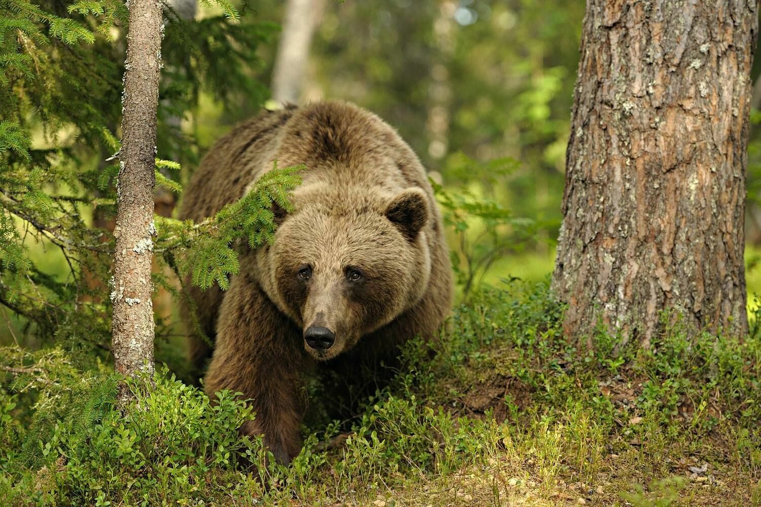Жестоко расправившиеся с медведем живодёры отделались мизерными штрафами