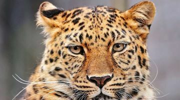 В Приморье леопард напал на двухлетнего ребёнка