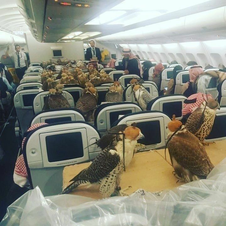 Саудовский принц возит ручных соколов в самолете вместе с пассажирами