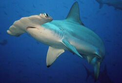 Пьяный серб случайно убил акулу в Шарм-эль-Шейхе - NYP