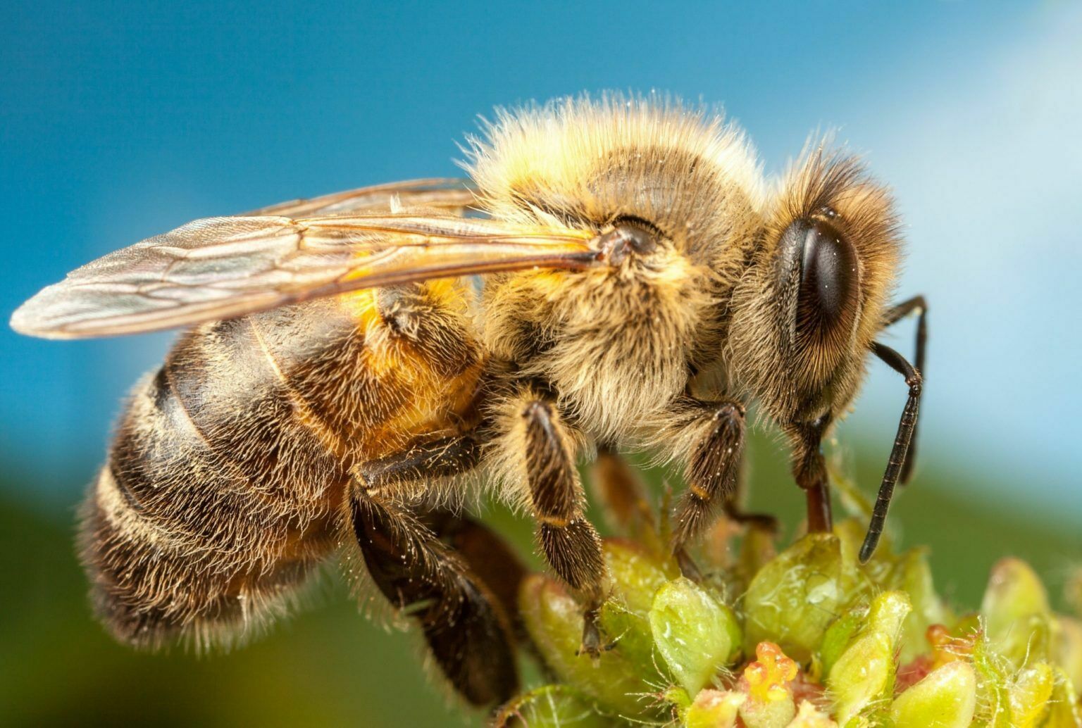 В Челябинской области предприятие оштрафуют за гибель пчел