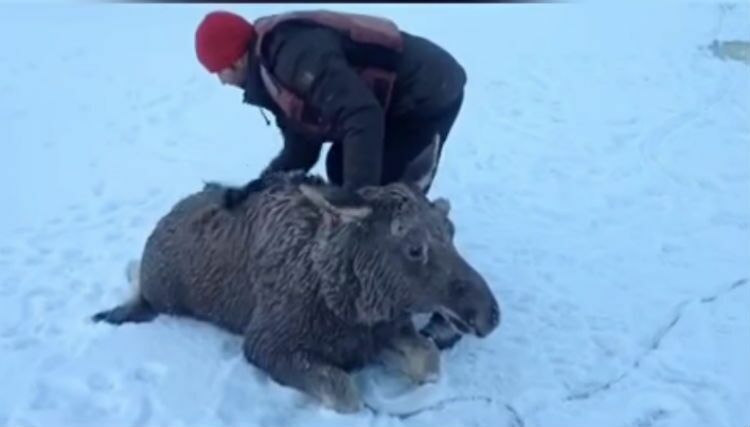 Алтайский рыбак спас тонущего лося