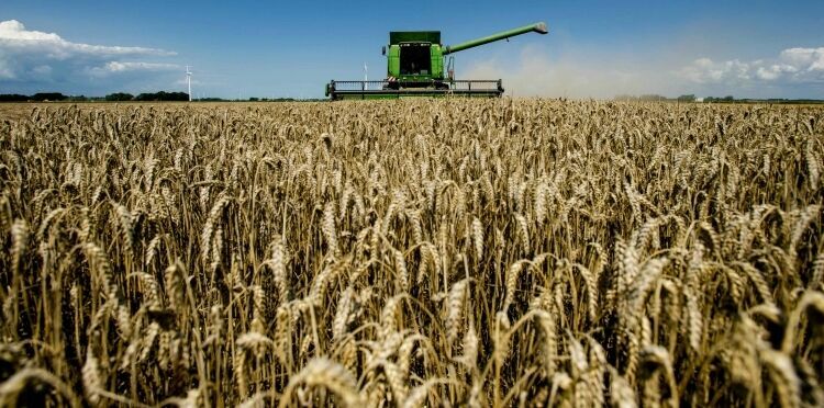 В нынешнем сельхозгоду экспорт зерна вырос на 12%