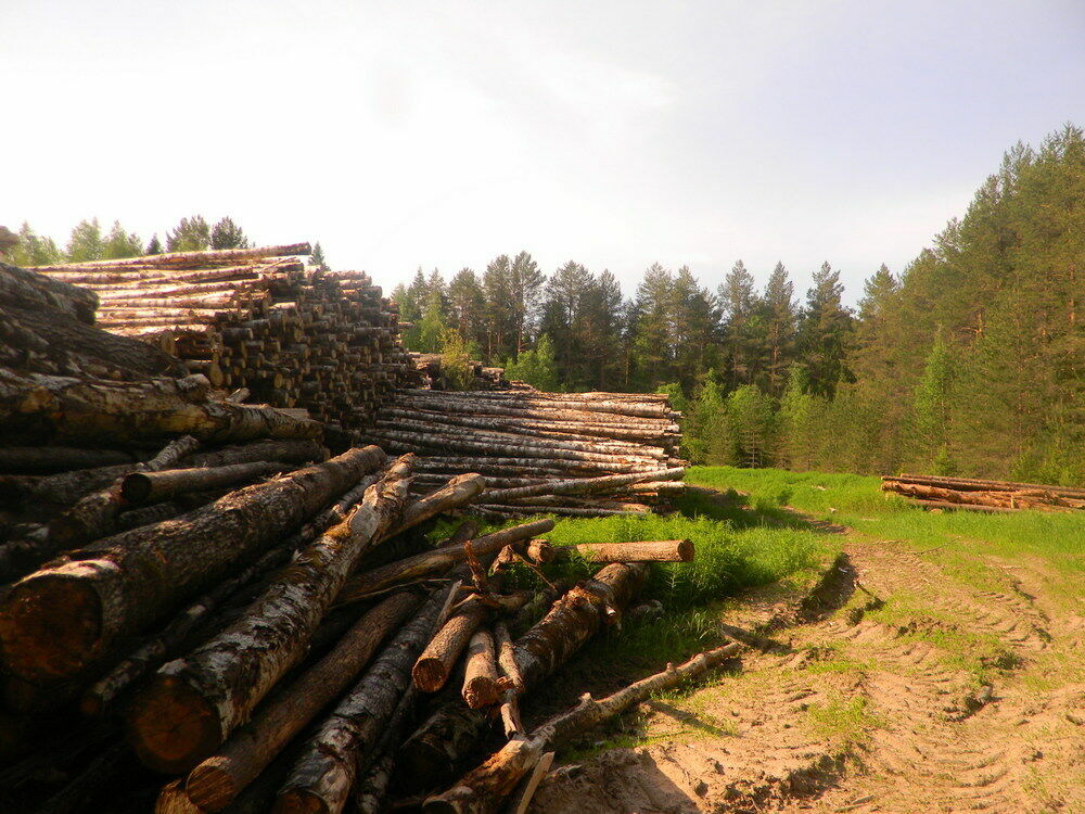 Добыча леса у границ Кологривского заповедника под Костромой. 