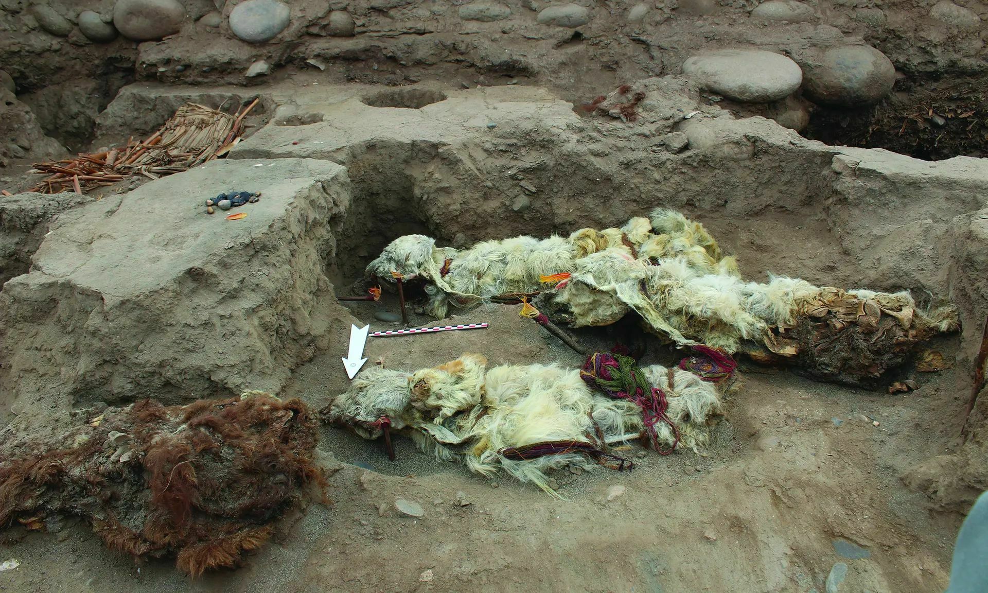 Ламы, похороненные заживо во время ритуального жертвоприношения инков
