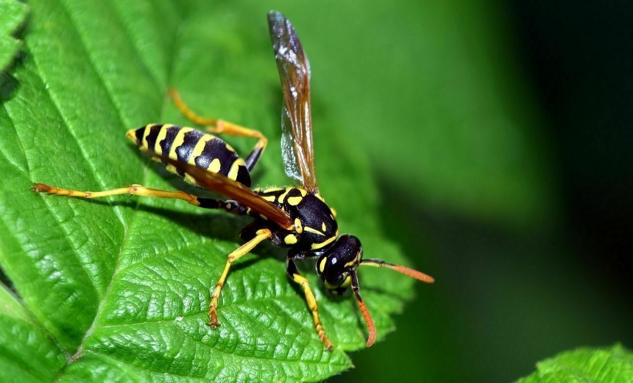 Энтомолог объяснил, когда осы становятся убийцами