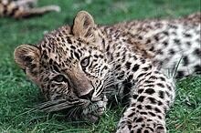 В Приморье тигр съел котенка леопарда
