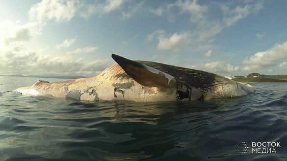 Туша кита, обнаруженная на пляже Находки, может взорваться