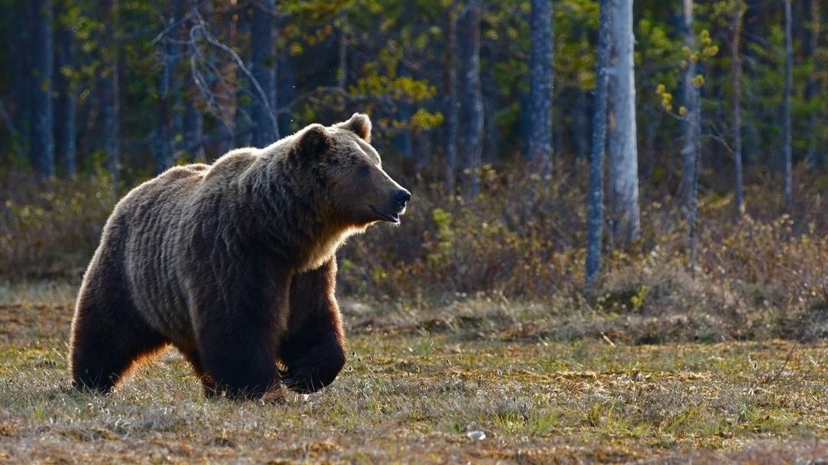 Медведь держит в страхе военный городок в Челябинской области (ВИДЕО)