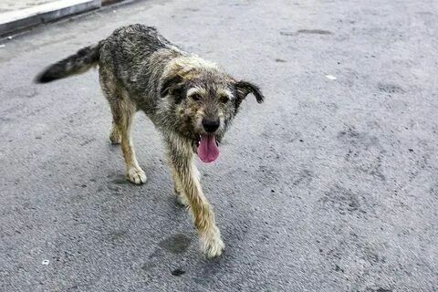 В Вологодской области ребенка искусала бездомная собака