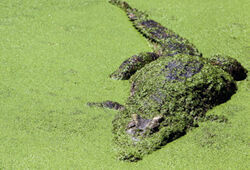 В ЮАР 15 тысяч крокодилов устроили побег с фермы