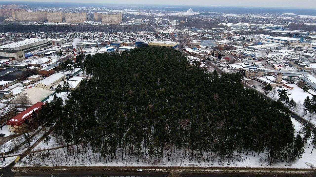 Что видно за деревьями: в российских городах вырубают леса и парки