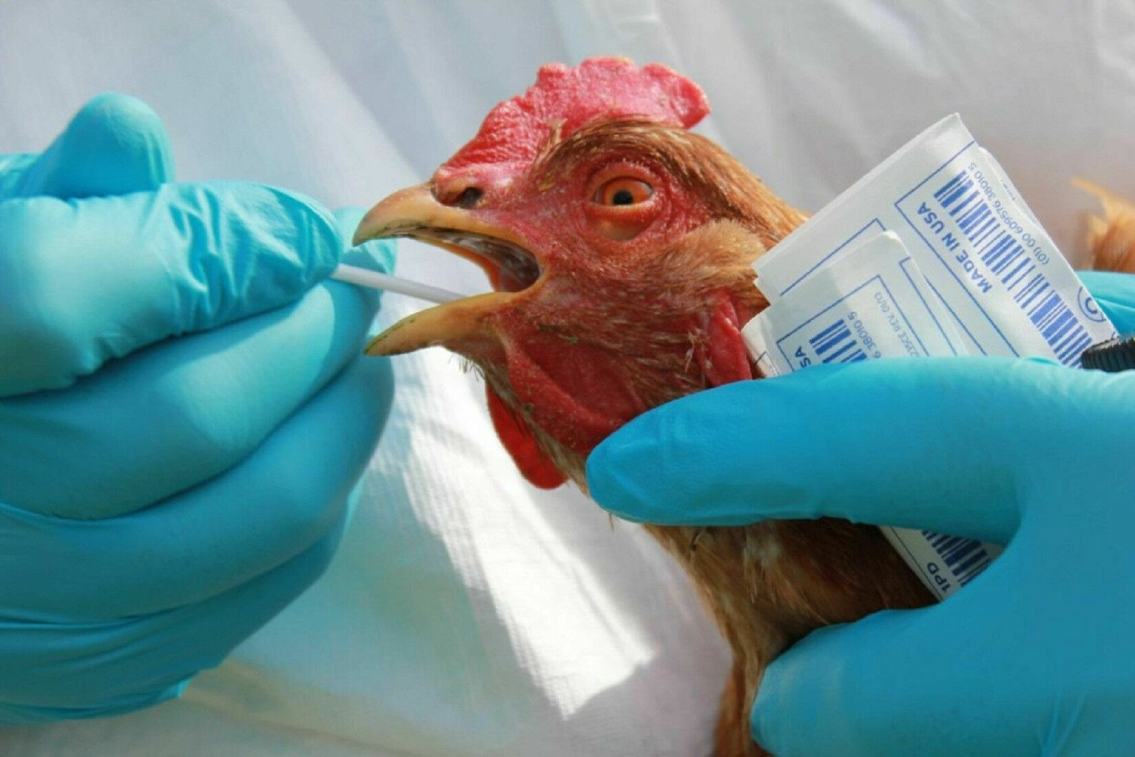 Новая пандемия? В России птичий грипп впервые передался человеку