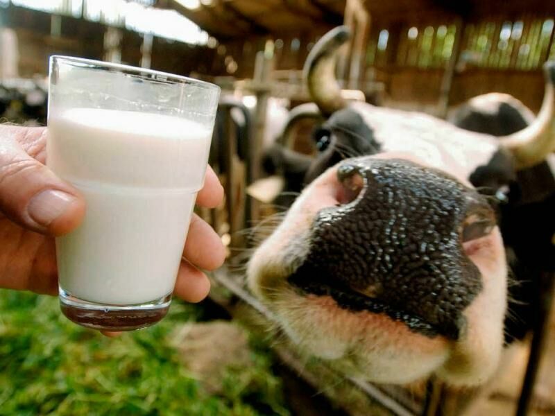 Учёные предупредили об опасности парного молока