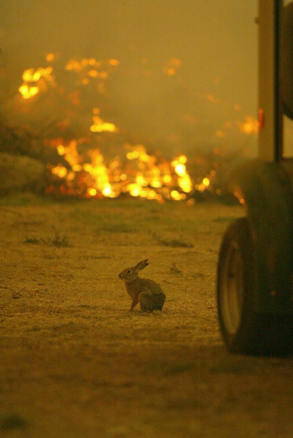 Животные, спасающиеся от пожаров, начали выходить к человеческому жилью.
