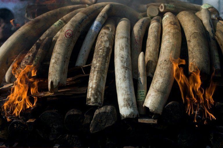 Слоновая кость и кожа слона – самый частый конфискат, который в Мьянме изымают у браконьеров