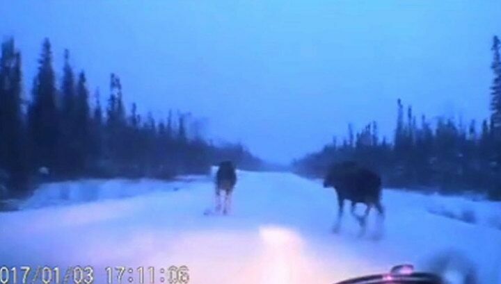 Канадец чудом «проскочил» на машине между двумя лосями (видео)