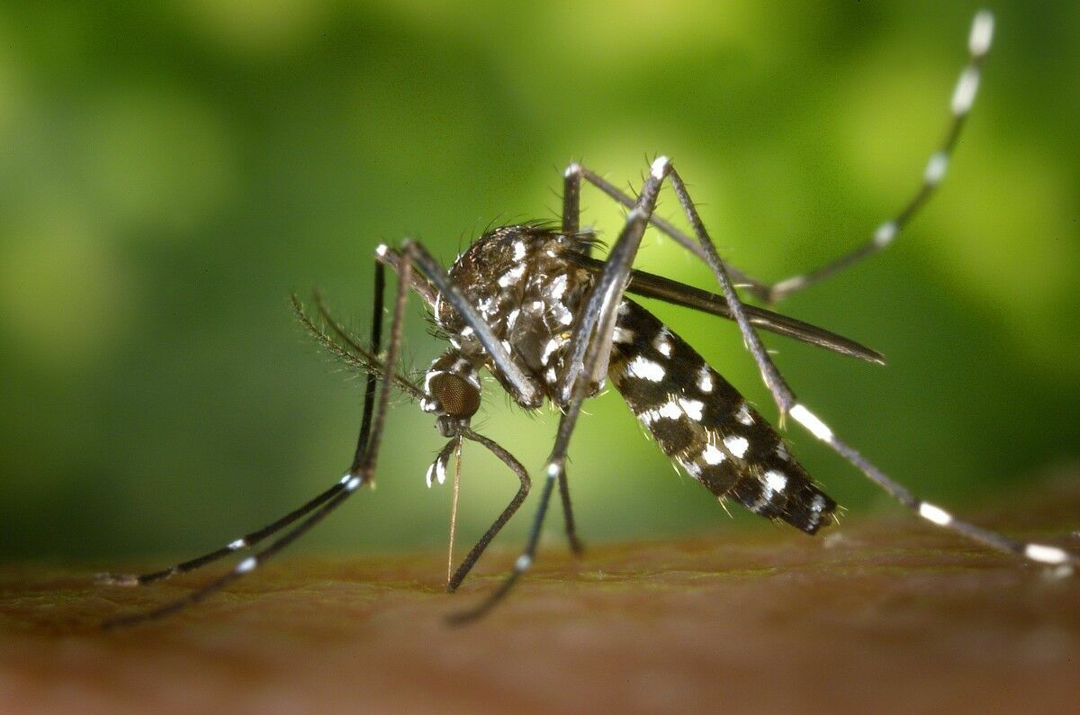 В Японии изобрели способ отпугивать комаров без репеллентов
