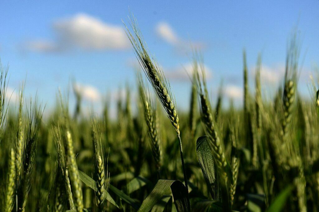 Аргентина стала первой страной, одобрившей GMO-пшеницу
