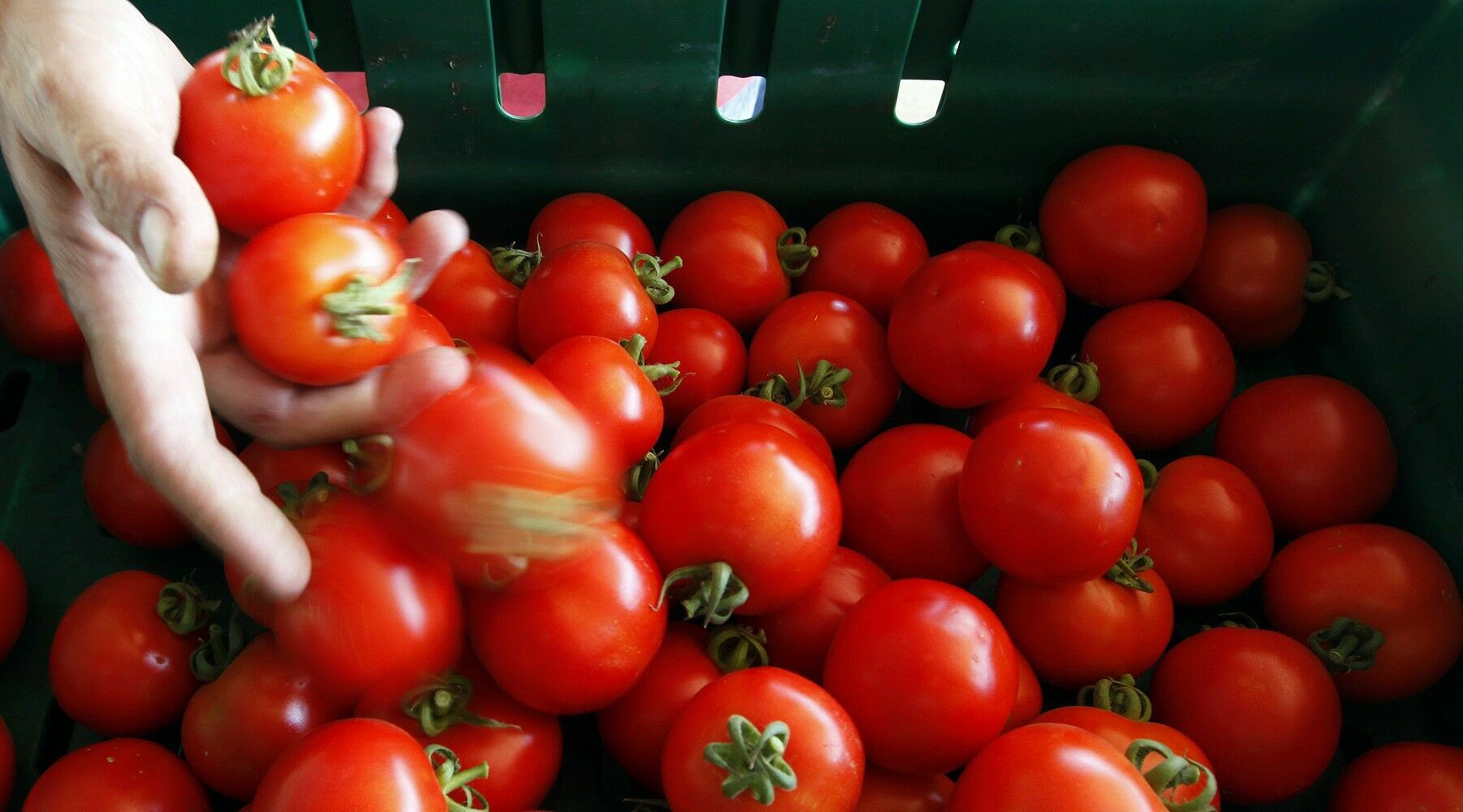 В помидорах из Турции нашли вирус