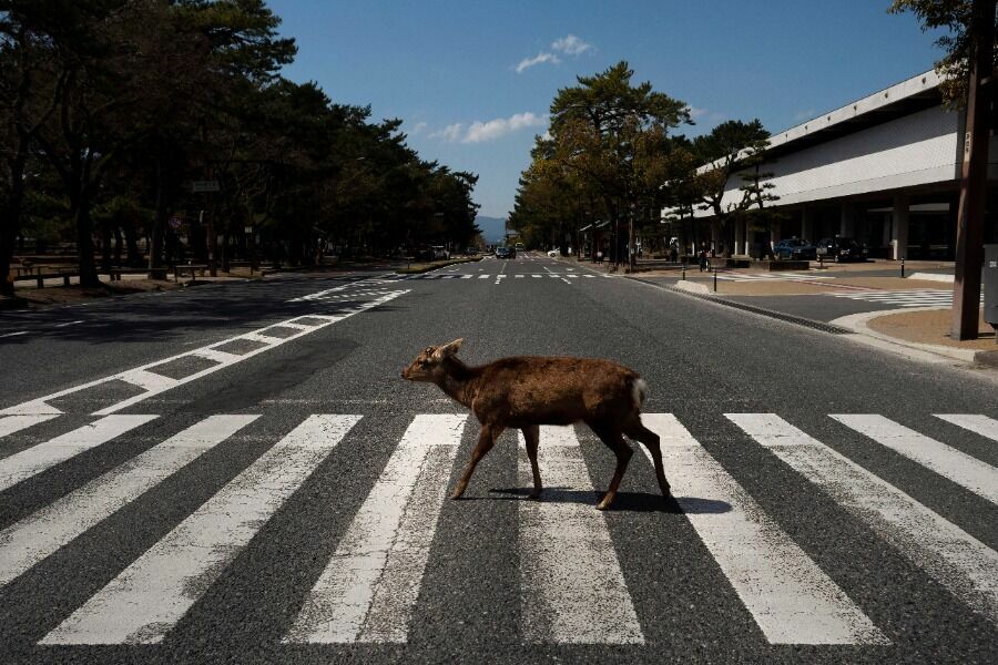 Пятнистый олень в Наре, Япония